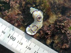 Goniobranchus annulatus