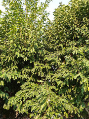 Gymnosporia nemorosa