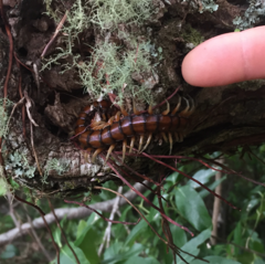 Cormocephalus rubriceps