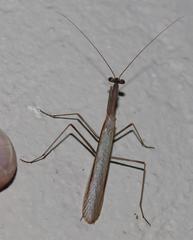 Miomantis