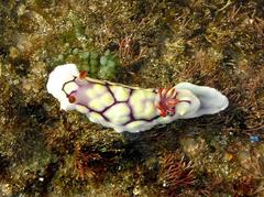 Goniobranchus conchyliatus