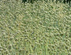Allium cepa
