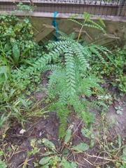 Gleditsia triacanthos