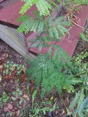 Gleditsia triacanthos