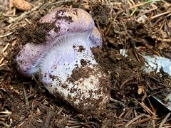 Cortinarius subolivascens