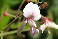 Desmodium affine