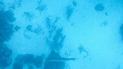 Megalops atlanticus