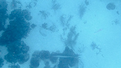 Megalops atlanticus