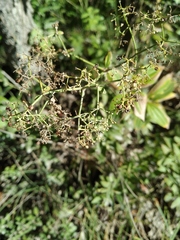 Galium rubioides