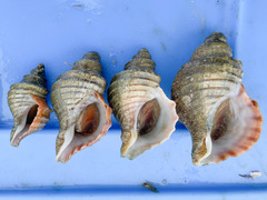 Neptunea decemcostata