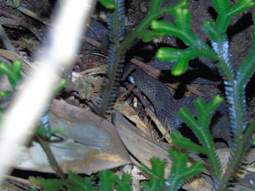 Cope's Rough-sided Snake