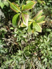 Galium rubioides