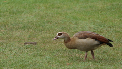 Alopochen aegyptiaca