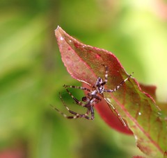 Gibbaranea bituberculata
