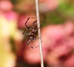 Gibbaranea bituberculata