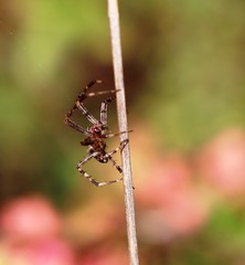 Gibbaranea bituberculata
