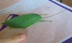 Zabalius ophthalmicus