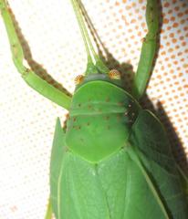 Zabalius ophthalmicus