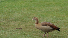 Alopochen aegyptiaca