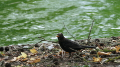 Turdus merula