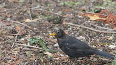 Turdus merula