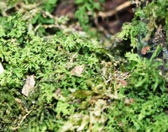 Plagiomnium undulatum