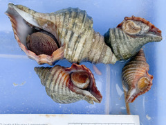 Neptunea decemcostata