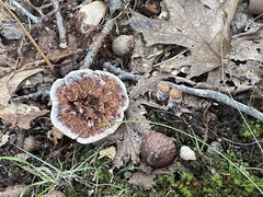 Hydnellum scrobiculatum