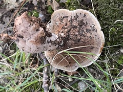 Hydnellum scrobiculatum