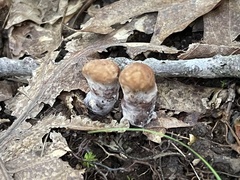 Hydnellum scrobiculatum