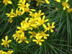 Euryops brevipapposus