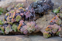 Crassula pseudohemisphaerica