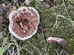 Hydnellum scrobiculatum