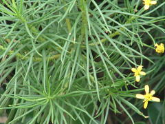 Euryops brevipapposus