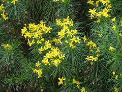 Euryops brevipapposus