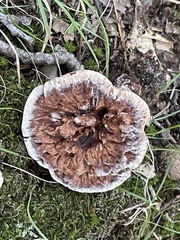 Hydnellum scrobiculatum