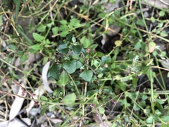 Chenopodium nutans