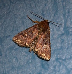 Condica abida