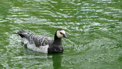 Branta leucopsis
