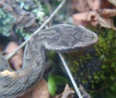 Gloydius halys