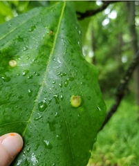 Phylloxera caryaeavellana