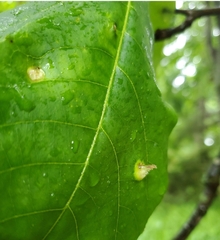 Phylloxera caryaeavellana