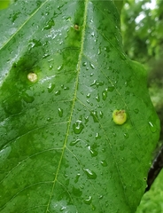 Phylloxera caryaeavellana