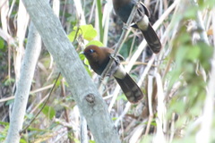 Pterorhinus poecilorhynchus