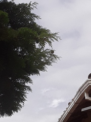 Euphonia laniirostris