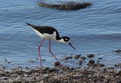Himantopus mexicanus mexicanus