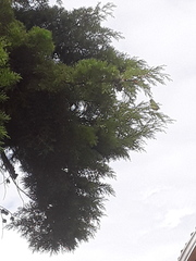 Euphonia laniirostris