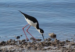 Himantopus mexicanus mexicanus