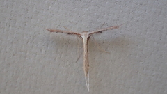 Stenoptilodes brevipennis