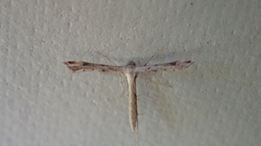 Stenoptilodes brevipennis
